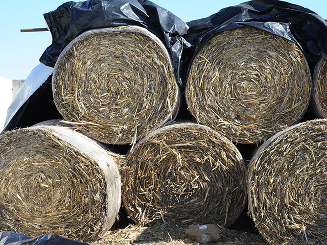 Cornstalks are a good forage for winter feed, but removing them from the field isn&#039;t exactly free. (DTN photo by Pamela Smith)